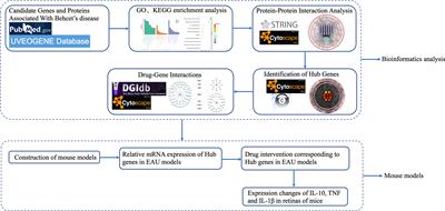 Candidate Drugs Screening for Behcet’s Disease Based on Bioinformatics Analysis and Mouse Experiments